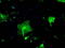 Fc-gamma-RIIa antibody, TA500645, Origene, Immunofluorescence image 
