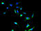 Sideroflexin 4 antibody, A65434-100, Epigentek, Immunofluorescence image 