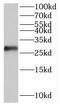 RNA Polymerase III Subunit G antibody, FNab06633, FineTest, Western Blot image 