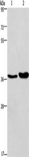 Galactoside 2-alpha-L-fucosyltransferase 1 antibody, TA351200, Origene, Western Blot image 