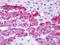 Endothelin Receptor Type B antibody, SP4124P, Origene, Immunohistochemistry frozen image 