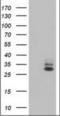 Heme Oxygenase 1 antibody, orb376701, Biorbyt, Western Blot image 