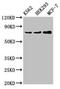 RalA-binding protein 1 antibody, CSB-PA618981LA01HU, Cusabio, Western Blot image 