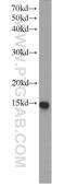 CTD Small Phosphatase 2 antibody, 23006-1-AP, Proteintech Group, Western Blot image 