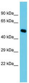 C-Type Lectin Domain Containing 14A antibody, TA331583, Origene, Western Blot image 