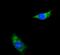 NADH:Ubiquinone Oxidoreductase Subunit B8 antibody, A07936-1, Boster Biological Technology, Immunofluorescence image 