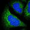 SED1 antibody, HPA002807, Atlas Antibodies, Immunofluorescence image 