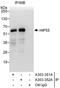 HIP-55 antibody, A303-352A, Bethyl Labs, Immunoprecipitation image 