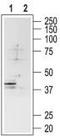 Somatostatin receptor type 4 antibody, TA329051, Origene, Western Blot image 