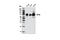 5'-Nucleotidase Ecto antibody, 13160S, Cell Signaling Technology, Western Blot image 