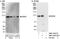 Bmk1 antibody, NBP1-42673, Novus Biologicals, Western Blot image 