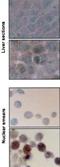 Hspa1 antibody, NB110-96427, Novus Biologicals, Immunohistochemistry frozen image 