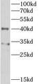 Peptidyl-prolyl cis-trans isomerase D antibody, FNab09977, FineTest, Western Blot image 