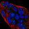 Protein naked cuticle homolog 1 antibody, HPA049413, Atlas Antibodies, Immunofluorescence image 