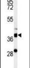 NET50 antibody, PA5-24706, Invitrogen Antibodies, Western Blot image 