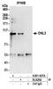 DNA ligase 3 antibody, A301-637A, Bethyl Labs, Immunoprecipitation image 