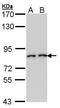 FAP antibody, GTX102732, GeneTex, Western Blot image 