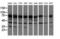Pseudouridine Synthase 7 antibody, LS-C115706, Lifespan Biosciences, Western Blot image 