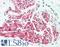 L1 Cell Adhesion Molecule antibody, LS-B9803, Lifespan Biosciences, Immunohistochemistry frozen image 