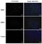 Enterovirus antibody, GTX124261, GeneTex, Immunofluorescence image 