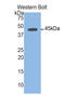 Uncoupling Protein 1 antibody, LS-C373380, Lifespan Biosciences, Western Blot image 