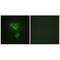 PDZ and LIM domain protein 1 antibody, A04832-1, Boster Biological Technology, Immunofluorescence image 