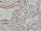 Mme antibody, M01520-1, Boster Biological Technology, Immunohistochemistry frozen image 