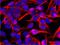 Vimentin antibody, GTX27752, GeneTex, Flow Cytometry image 