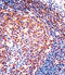 Prostaglandin I2 Receptor antibody, 57-726, ProSci, Immunohistochemistry frozen image 