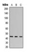 NFKB Inhibitor Epsilon antibody, orb393123, Biorbyt, Western Blot image 