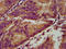 Protein turtle homolog A antibody, LS-C672317, Lifespan Biosciences, Immunohistochemistry paraffin image 