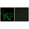 5'-Nucleotidase, Cytosolic IA antibody, A12036, Boster Biological Technology, Immunofluorescence image 