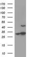 Angio-associated migratory cell protein antibody, TA590749, Origene, Western Blot image 