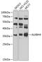 AlkB Homolog 4, Lysine Demethylase antibody, 23-201, ProSci, Western Blot image 
