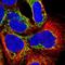 Mimitin, mitochondrial antibody, NBP2-47359, Novus Biologicals, Immunofluorescence image 