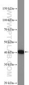 Proteasome 26S Subunit, Non-ATPase 13 antibody, 15261-1-AP, Proteintech Group, Western Blot image 