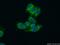 Mitochondrial Ribosomal Protein S17 antibody, 18881-1-AP, Proteintech Group, Immunofluorescence image 