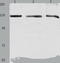Damage Specific DNA Binding Protein 1 antibody, TA323089, Origene, Western Blot image 