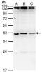 NME/NM23 Family Member 7 antibody, PA5-78647, Invitrogen Antibodies, Western Blot image 