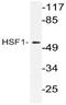 Heat shock factor protein 1 antibody, AP21104PU-N, Origene, Western Blot image 