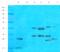 Fibroblast Growth Factor 2 antibody, orb221347, Biorbyt, Western Blot image 