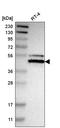 NFI-X antibody, HPA007533, Atlas Antibodies, Western Blot image 