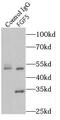 Fibroblast Growth Factor 5 antibody, FNab03094, FineTest, Immunoprecipitation image 