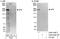 L Afadin antibody, A302-200A, Bethyl Labs, Immunoprecipitation image 
