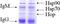 Heat shock protein HSP 90-beta antibody, TA309394, Origene, Immunoprecipitation image 