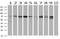 Myotubularin Related Protein 14 antibody, MA5-25255, Invitrogen Antibodies, Western Blot image 