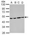 Ataxin-10 antibody, PA5-28248, Invitrogen Antibodies, Western Blot image 