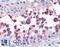 Telomeric Repeat Binding Factor 2 antibody, LS-B3851, Lifespan Biosciences, Immunohistochemistry frozen image 