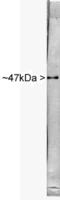 Gamma-enolase antibody, TA336531, Origene, Western Blot image 