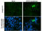 ZFP57 Zinc Finger Protein antibody, GTX631717, GeneTex, Immunofluorescence image 